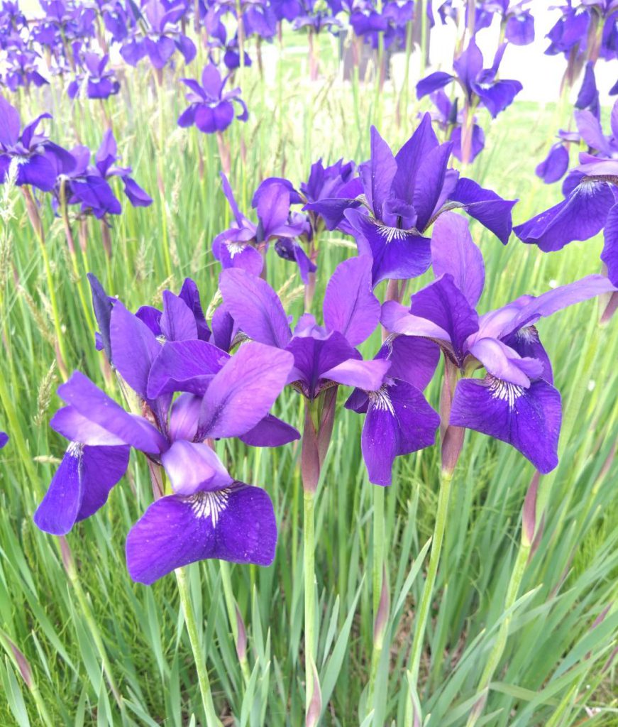 あやめ公園 あやめまつり